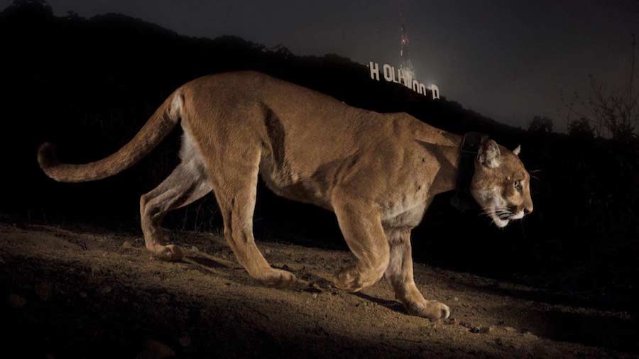 P-22 cougar mountain lion